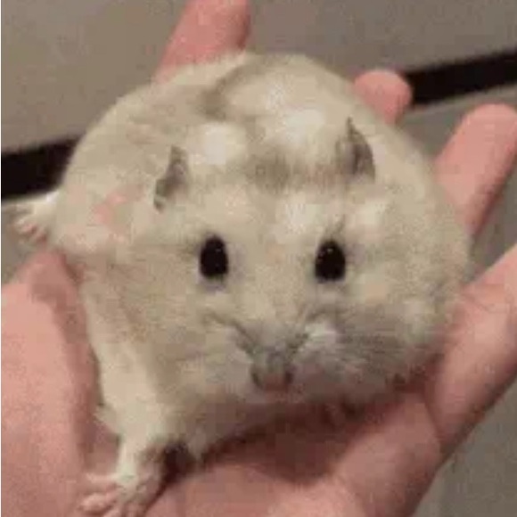 Meet your Posher, єℓℓισ - Picture 3 of 4